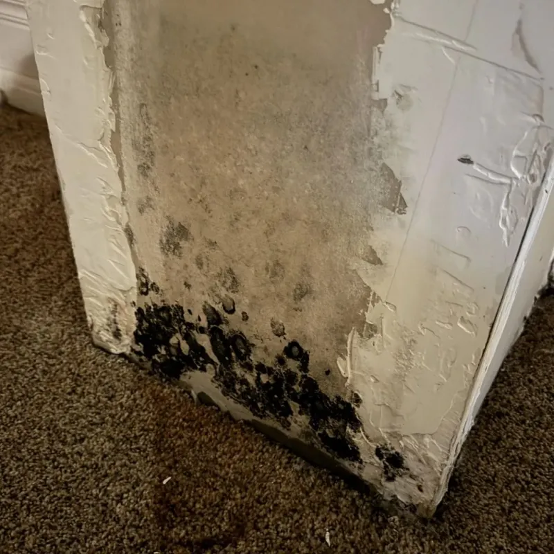 Professional Mold Removal in Merlin, OR